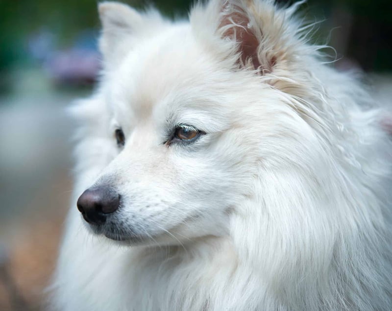 Miniature American Eskimo photo 2