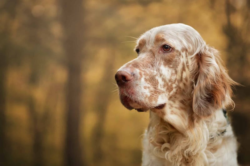 English Setter photo 2