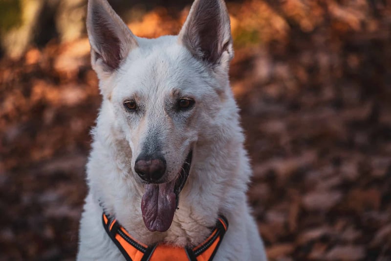American White Shepherd photo 2