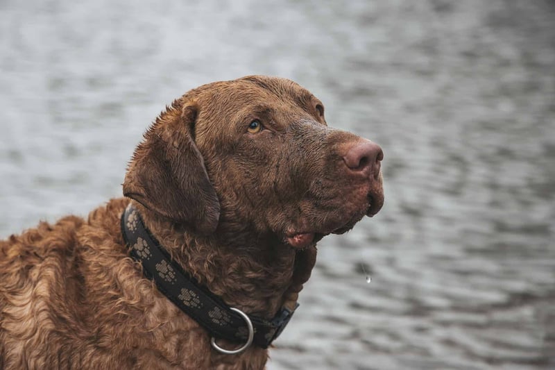 Chesapeake Bay Retriever photo 2