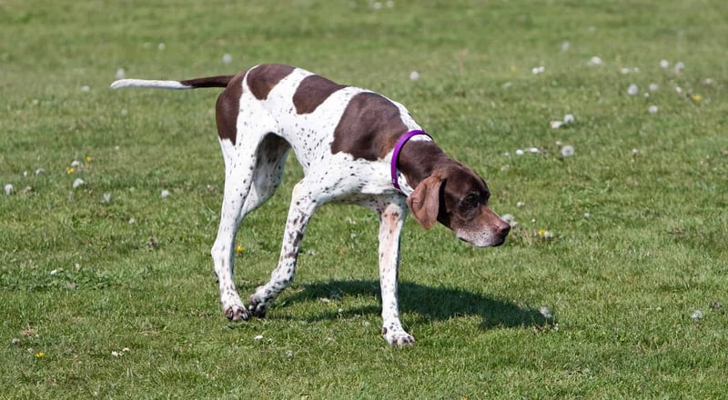 English Pointer photo 2