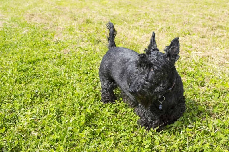 Scottish Terrier photo 2