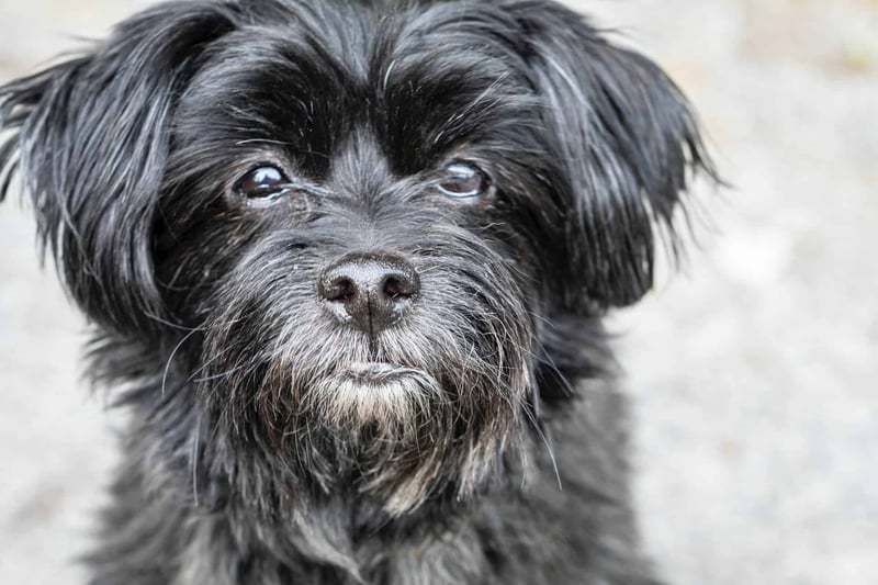 Affenpinscher photo 2