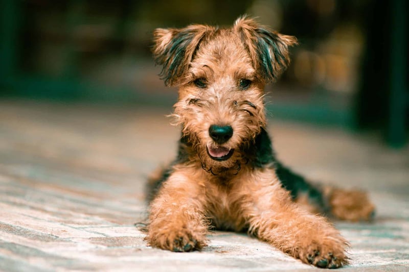 Airedale Terrier photo 2