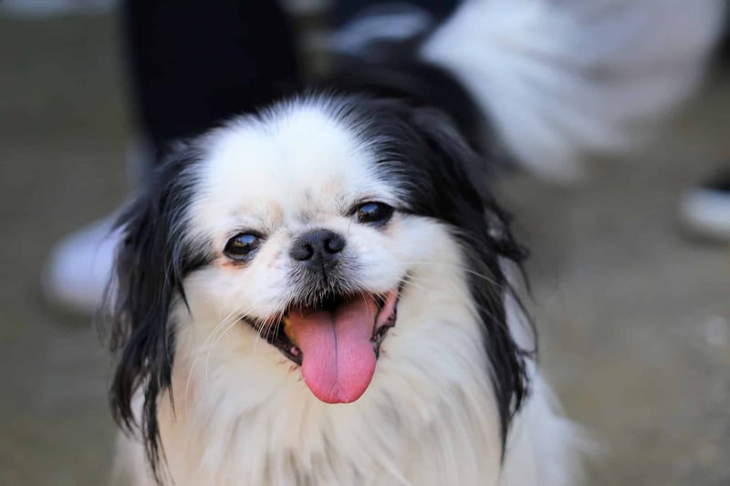 Japanese Chin photo 2