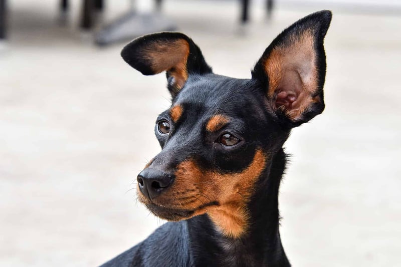 Miniature Pinscher photo 2