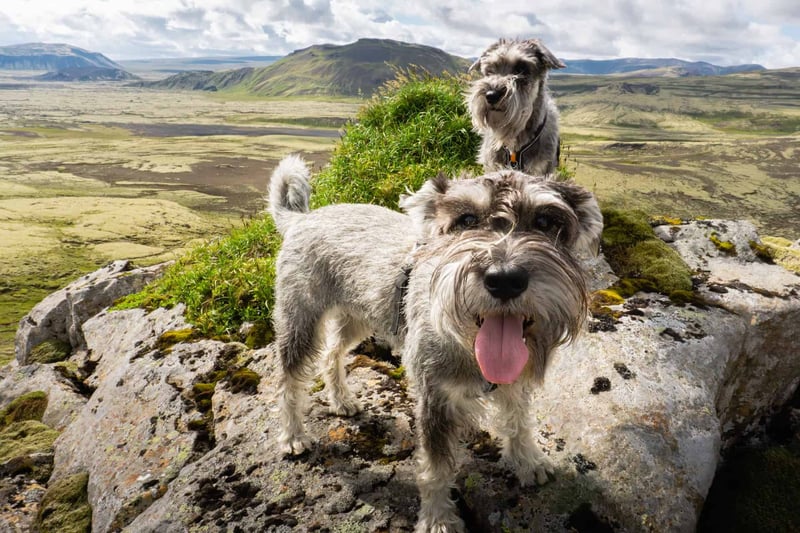 Standard Schnauzer photo 3
