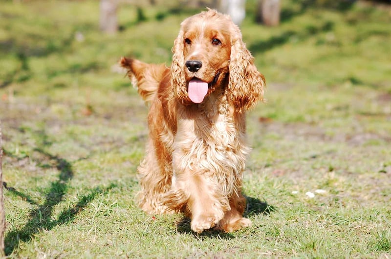 English Cocker Spaniel photo 2