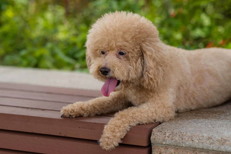 Adorable poodle lying on a wooden bench with lush green background, enjoying a sunny day.