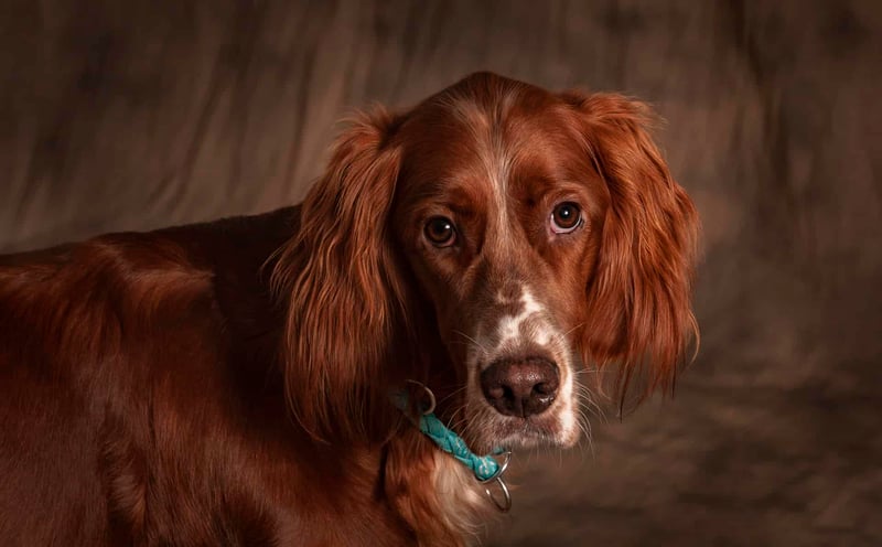 Adorable red Irish Setter with soulful eyes, perfect for a loving family.