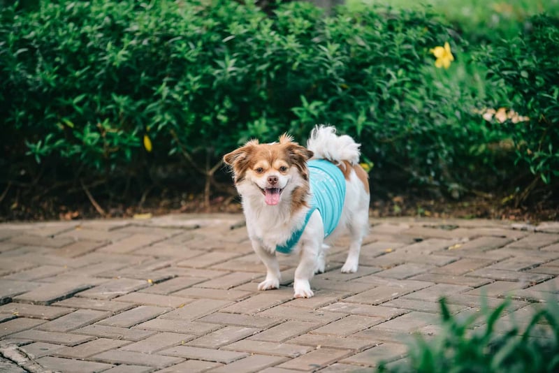 Happy small dog in a blue dog vest walking outdoors, showcasing pet care and outdoor activity.