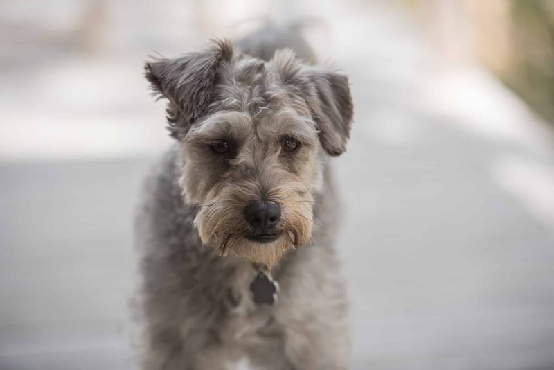 Adorable dog with curly fur and expressive eyes, walking in an urban environment. Perfect for pet care and dog training content.