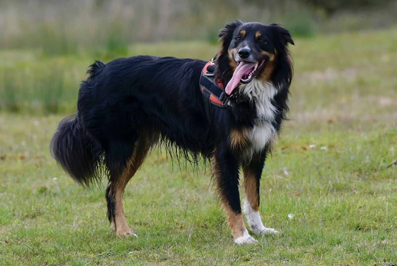English Shepherd photo 1
