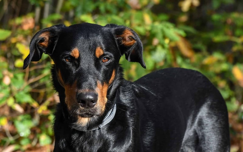 Beauceron photo 1