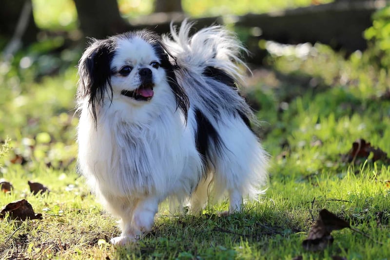Japanese Chin photo 1