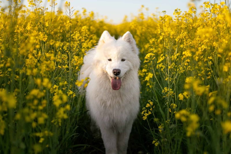 Samoyed photo 1