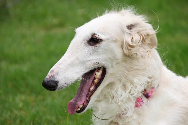 Borzoi photo 2