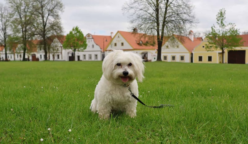 Coton de Tulear photo 2