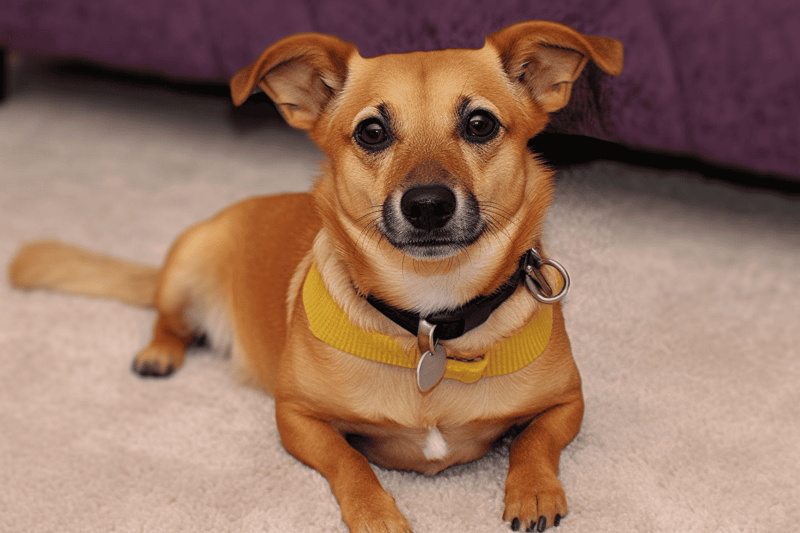 Dorgi (Corgi & Dachshund Blend) photo 2