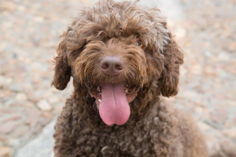 Spanish Water Dog photo 2