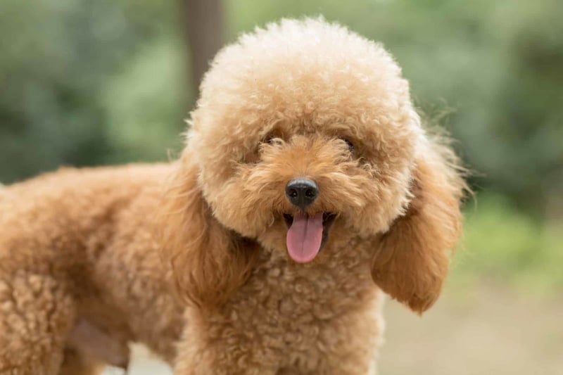 Toy Poodle photo 2