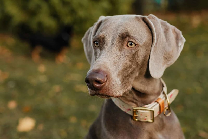 Weimaraner photo 2