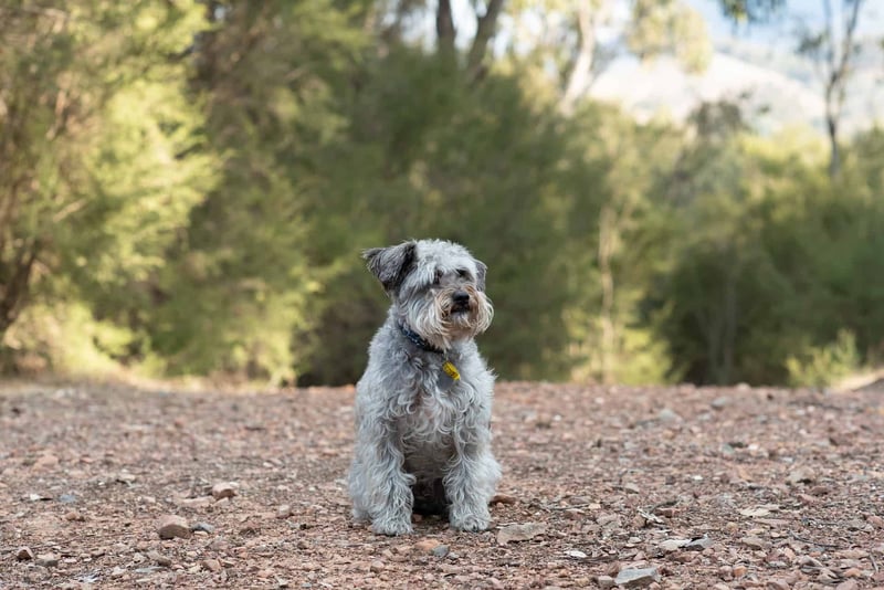 Adorable dog sitting peacefully on a rocky trail surrounded by trees and nature.