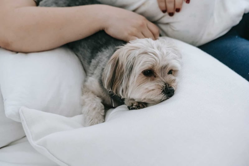 Adorable small dog resting on a white couch, cozy and calm atmosphere.