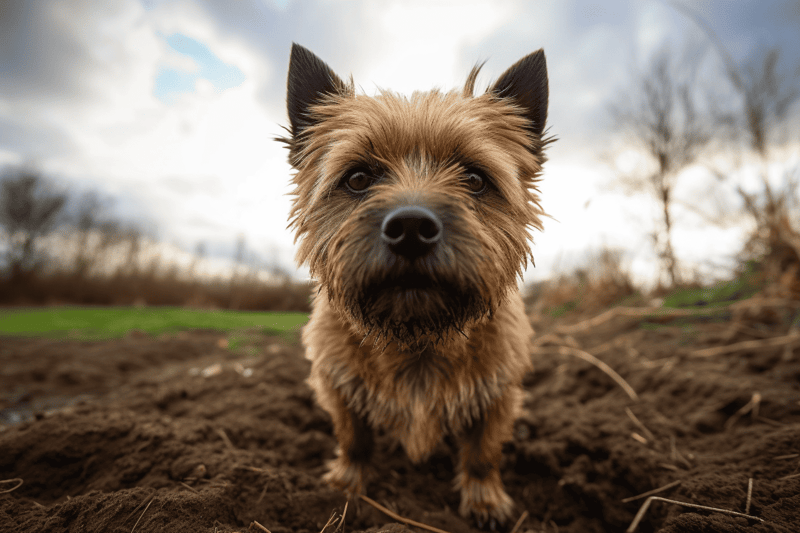 Adorable small dog outdoors in nature, close-up view, under a cloudy sky, fluffy fur, expressive eyes.