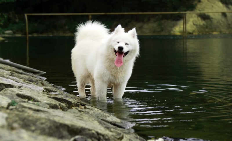 Another Interesting Tidbit on the Samoyed Breed
