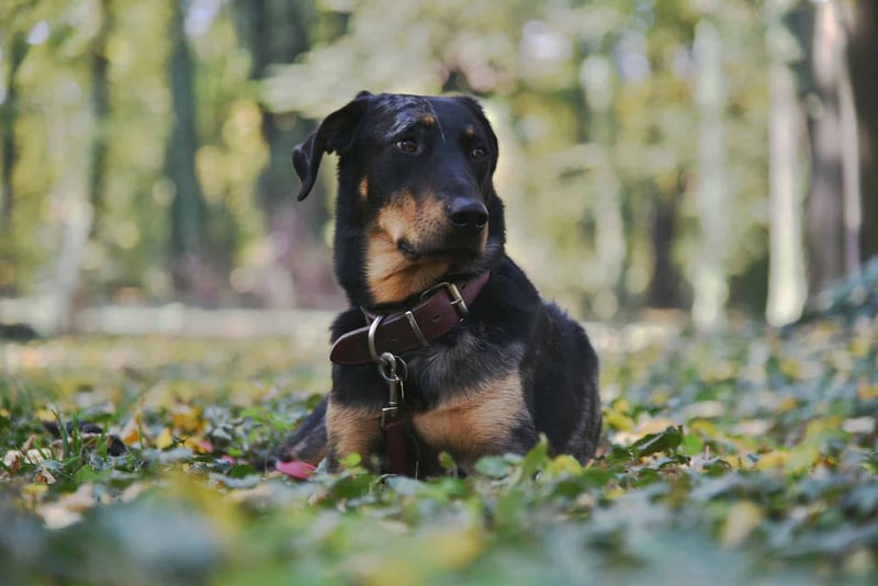 Dog resting in a leafy autumn park, ideal image for dog care and outdoor pet activities.