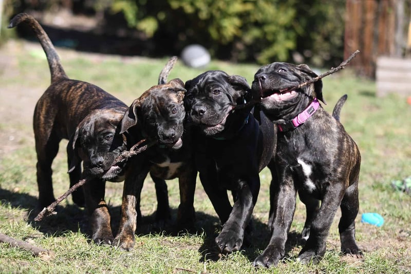 Adorable brindle puppies playing with stick outside in grassy yard, showcasing playful and energetic dog breed moments.