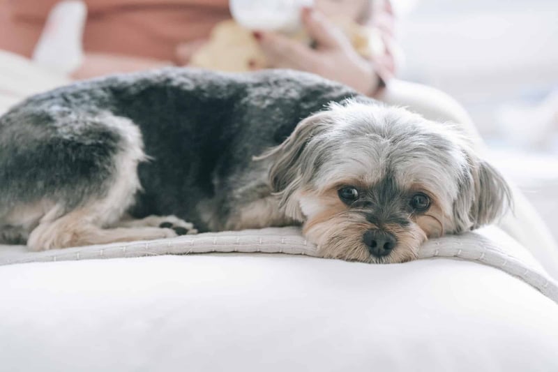 Cute Shih Tzu puppy resting on a cozy bed with soft fur and relaxed expression.