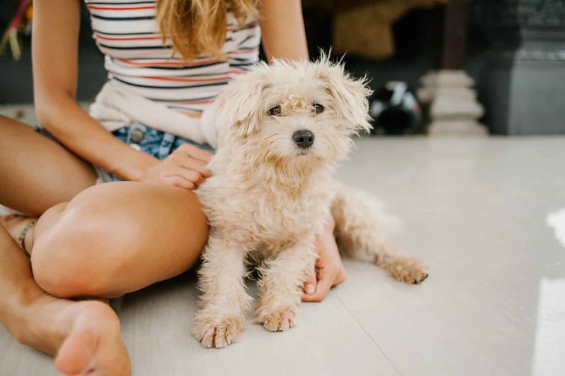 Adorable young dog with curly fur sitting on floor, receiving affection from owner.