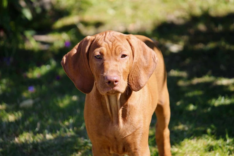 Adorable brown puppy with floppy ears standing on grass in sunny outdoor setting.