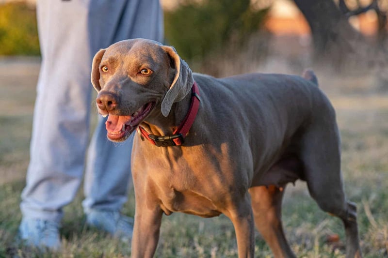 Friendly gray dog on a walk, energetic dog with a red collar enjoying outdoor exercise, top pet care advice, dog training, and fitness tips.
