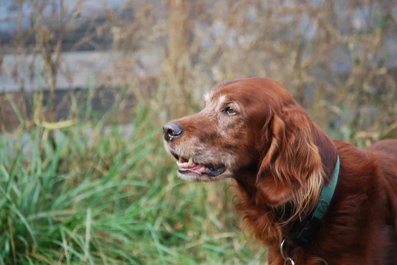 Assessing the Temperament and Intelligence of Irish Setters