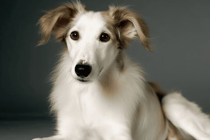 Adorable young dog with fluffy white and tan fur, expressive eyes, and floppy ears, sitting against a neutral background.