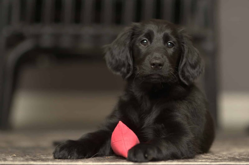 Adorable black puppy laying on the floor with a pink chew toy, indoors, showcasing playful and affectionate pet care.