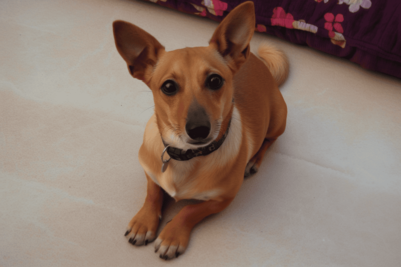 Adorable dog sitting patiently on the floor, essential for dog care and grooming services.