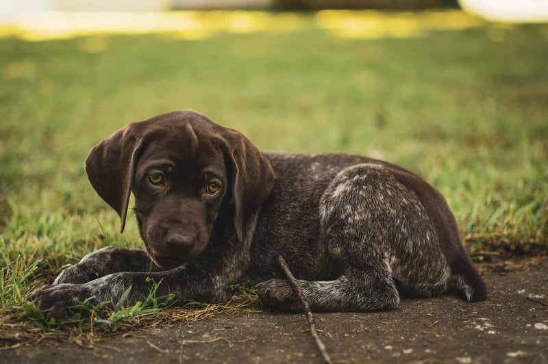 Adorable puppy laying on the grass, showcasing playful and cute dog moments. Perfect for dog care and pet bonding.