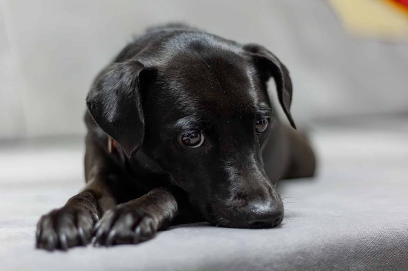 Adorable black puppy resting, perfect for pet care and dog training insights.