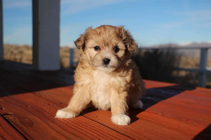 Choosing an Aussiedoodle Puppy Factors to Consider