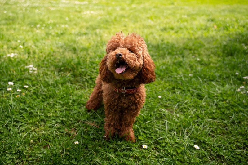 Adorable Labradoodle enjoying outdoor play on a sunny day.