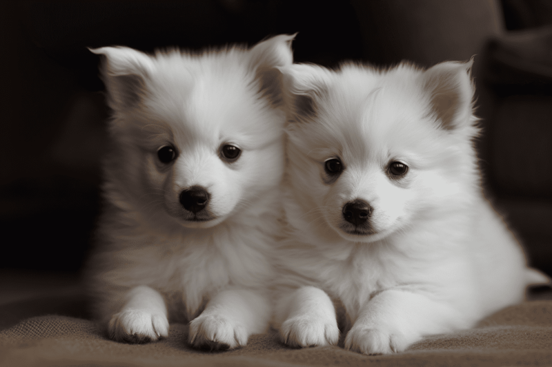Cute white puppies lying close together, playful, and cuddly breed, perfect for family pets.