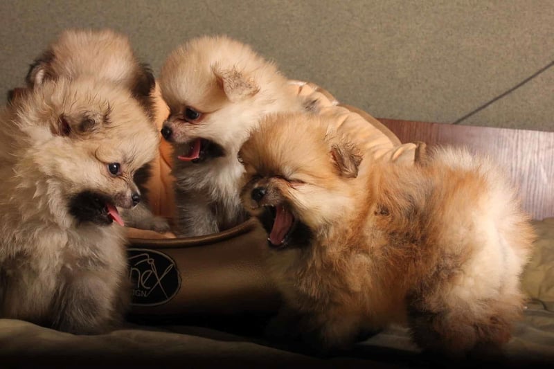 Adorable puppies interacting and playing around a dog bowl in a cozy indoor environment.