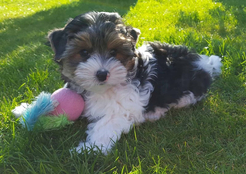 Adorable puppy lying on green grass, cuddling a colorful plush toy in sunlight. Perfect for dog lovers and pet care enthusiasts.