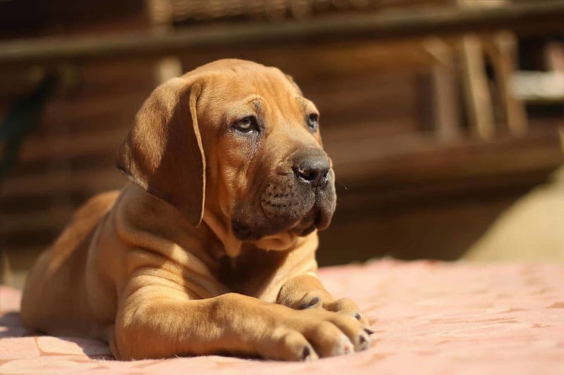 Young dog relaxing indoors with a warm, cozy atmosphere.