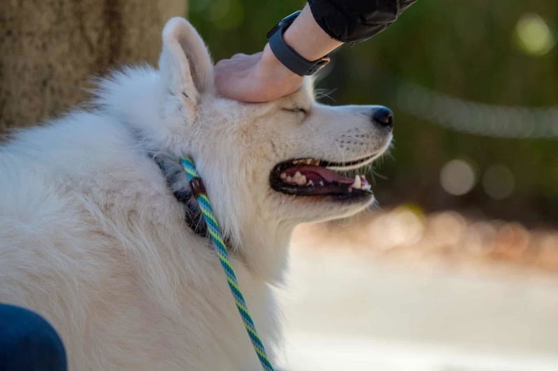 Common Health Issues and Conditions in the Samoyed Breed