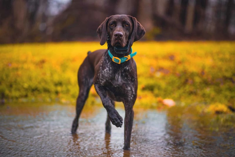 Dog enjoying outdoor playtime, splashing through puddles in autumn.